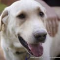 Photo of Jack The Labrador (On Trial 18/10/14)