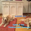 Photo of Daphne And Sam (Trial 11/10/14)~ Golden Retrievers