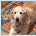 Photo of Daphne And Sam (Trial 11/10/14)~ Golden Retrievers