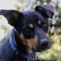 Photo of Ellie (On Trial 10/1/15) 2yo Kelpie