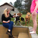 Photo of Nixon (On Hold Pending Adopt)~ Bull Arab X