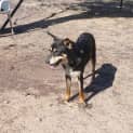 Photo of Chester (Adoption Pending)