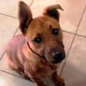 Photo of Raffie ~ Kelpie X