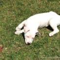 Photo of Tulip (On Trial 14/12/14)~ Lab X Bull Arab Puppy