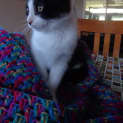 Photo of Onyx