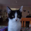 Photo of Onyx