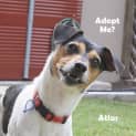Photo of Atlas (On Trial 5/12/14) ~ Fox Terrier