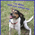 Photo of Atlas (On Trial 5/12/14) ~ Fox Terrier