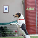 Photo of Atlas (On Trial 5/12/14) ~ Fox Terrier