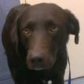 Photo of Molly