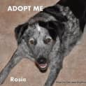 Photo of Rosie (On Trial 5/11/14)~ Bc X Cattle Dog