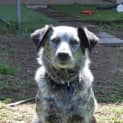 Photo of Rosie (On Trial 5/11/14)~ Bc X Cattle Dog