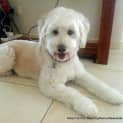 Photo of Teddy (On Trial 11/10/14 ~ Poodle X Japanese Spitz