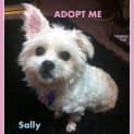 Photo of Sally (On Trial 10/10/14) ~ Pretty Maltese X