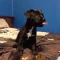 Photo of Luka (On Trial 9/10/14)~ Staffy X Puppy