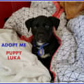 Photo of Luka (On Trial 9/10/14)~ Staffy X Puppy