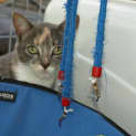 Photo of Mish