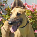 Photo of Bella 3   Checking Out My New Home