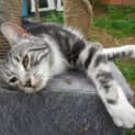 Photo of Nova