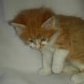 Photo of Brodey