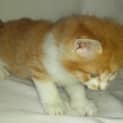 Photo of Brodey