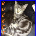Photo of Bucket