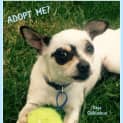 Photo of Deja (Adopted 12/11/14)~ Chihuahua