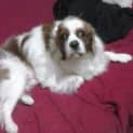 Photo of Bailey