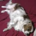 Photo of Bailey