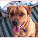 Photo of Mc Kenna (On Trial 21/11/14)~ Rotti X Labrador