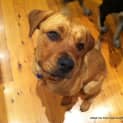 Photo of Mc Kenna (On Trial 21/11/14)~ Rotti X Labrador