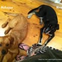Photo of Mc Kenna (On Trial 21/11/14)~ Rotti X Labrador