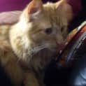 Photo of Diddles