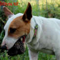 Photo of Hero ~ Mini Bully Cross ~ On Trial 29/11/14