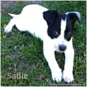 Photo of Sadie (On Trial 8/11/14)~ Bc X Kelpie Puppy