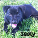 Photo of Sooty (On Trial 7/11/14) ~ Bc X Kelpie Puppy