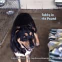 Photo of Tubby (On Trial 2/11/14)~ Great With Kids