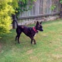 Photo of Roxy