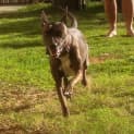 Photo of Roxy