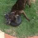Photo of Roxy