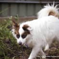 Photo of Bandit (On Trial 19/10/14)~ Papillon X Maltese X Pom