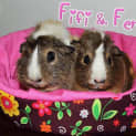 Photo of Fifi And Fern