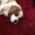 Photo of Charlie (On Trial 12/10/14) ~ Cavalier