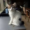 Photo of Casper