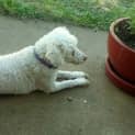 Photo of Coco