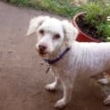 Photo of Coco