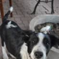 Photo of Toby