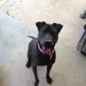 Photo of Pepper