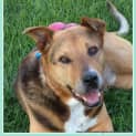 Photo of Ralph (Medical Hold)~ German Shepherd X