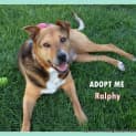 Photo of Ralph (Medical Hold)~ German Shepherd X